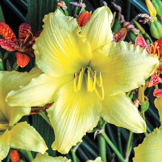 Big Time Happy Daylily