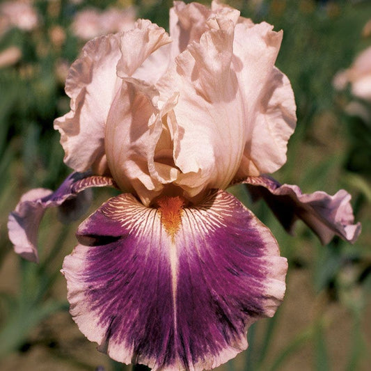 Iris Cherry Blossom Song