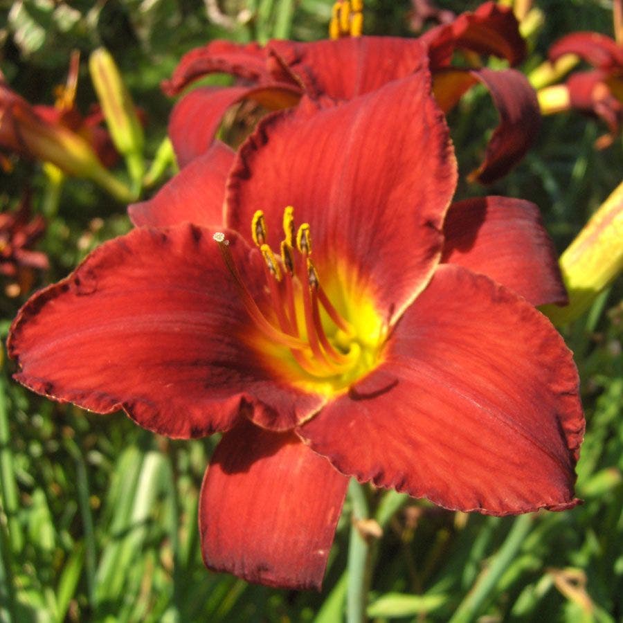 Ruby Stella Daylily
