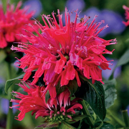 Monarda Sugar Buzz® 'Cherry Pops'