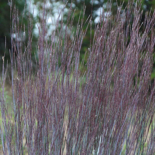 Blue Paradise Little Bluestem