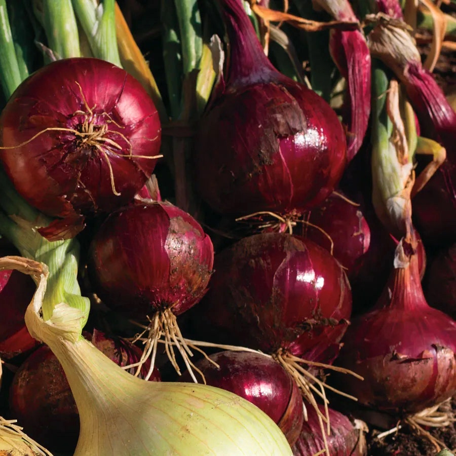 Red Wing Hybrid Onion Sets