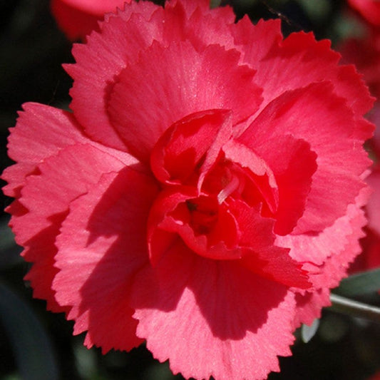 Rosebud Dianthus