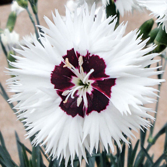 Dianthus Star Single™ Stargazer