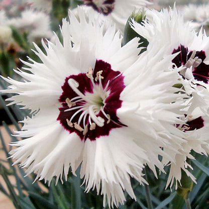 Dianthus Star Single™ Stargazer