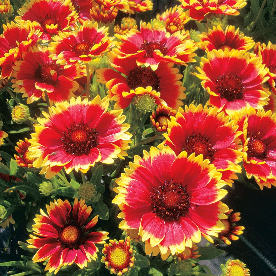 Sunset Cutie Blanket Flower