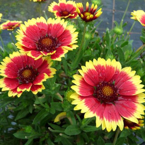 Sunset Cutie Blanket Flower