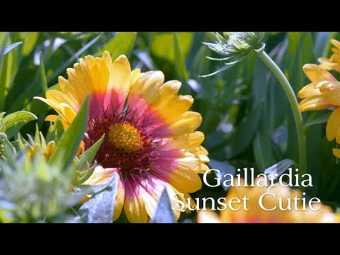 Sunset Cutie Blanket Flower