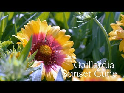 Sunset Cutie Blanket Flower