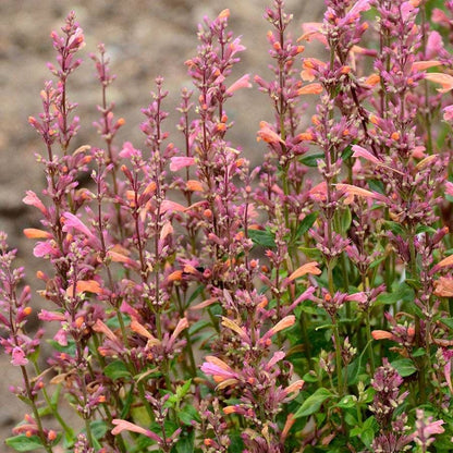 Agastache 'Mango Tango' Hyssop