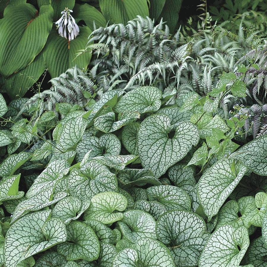 Brunnera 'Alexander's Great'