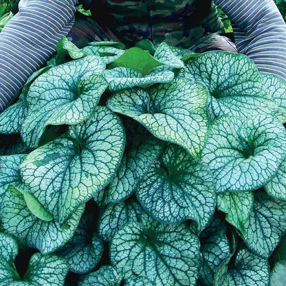 Brunnera 'Alexander's Great'