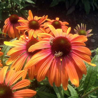 Echinacea Butterfly™ Rainbow Marcella Coneflower