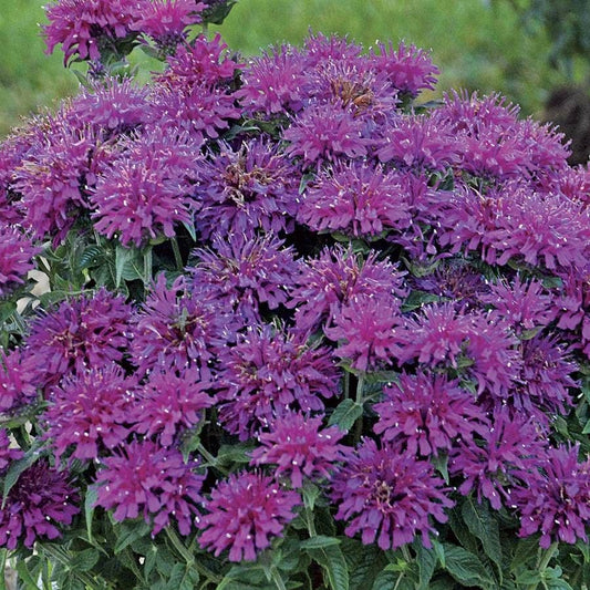 Sugar Buzz® 'Grape Gumball' Bee Balm