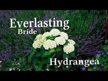 Hydrangea Everlasting® Bride Bigleaf Hydrangea