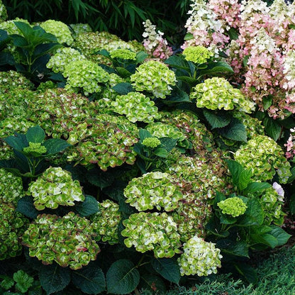 Everlasting Green Cloud Hydrangea