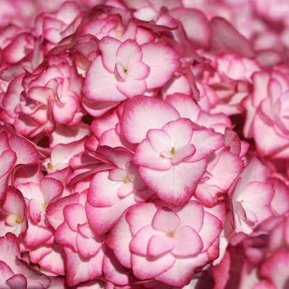Hydrangea 'Miss Saori'