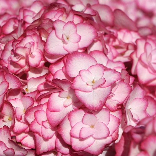 Hydrangea 'Miss Saori'