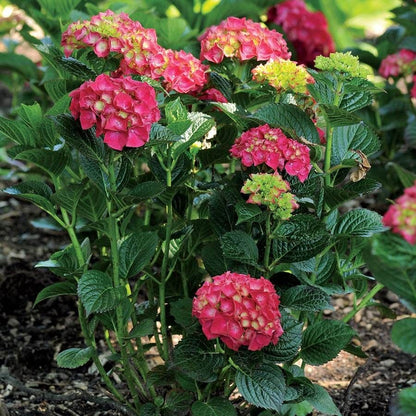 Hydrangea Magical® Ruby Red