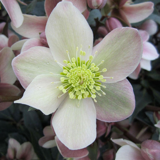 Love Bug Lenten Rose