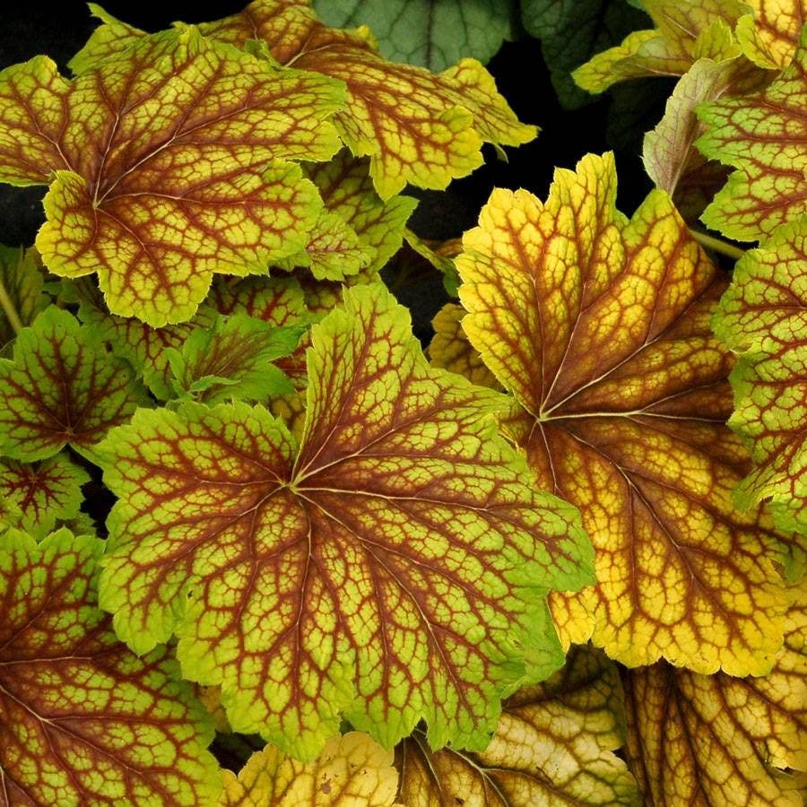Heuchera 'Red Lightning'