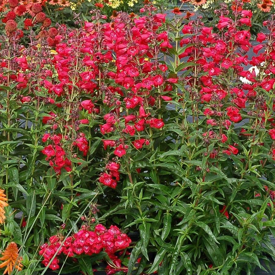 Cha Cha™ 'Cherry' Penstemon