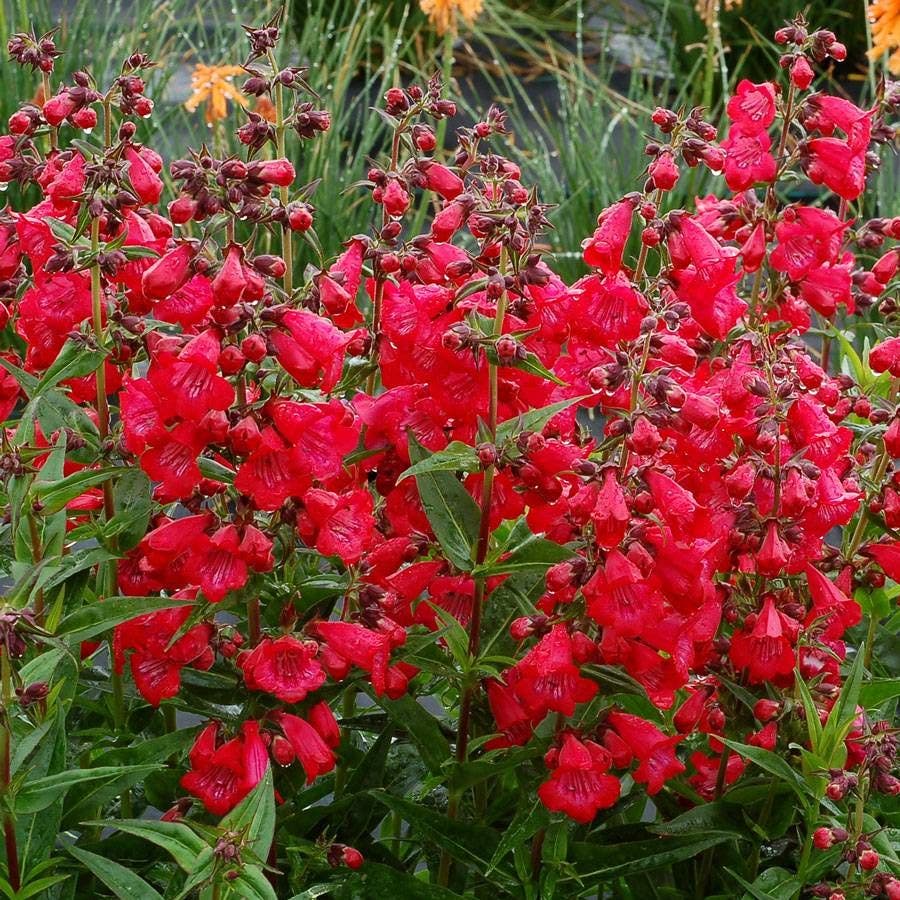 Cha Cha™ 'Cherry' Penstemon