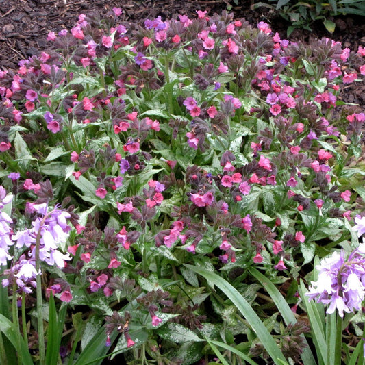 Silver Bouquet Lungwort
