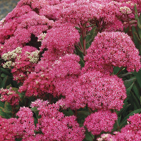 Mr. Goodbud Sedum