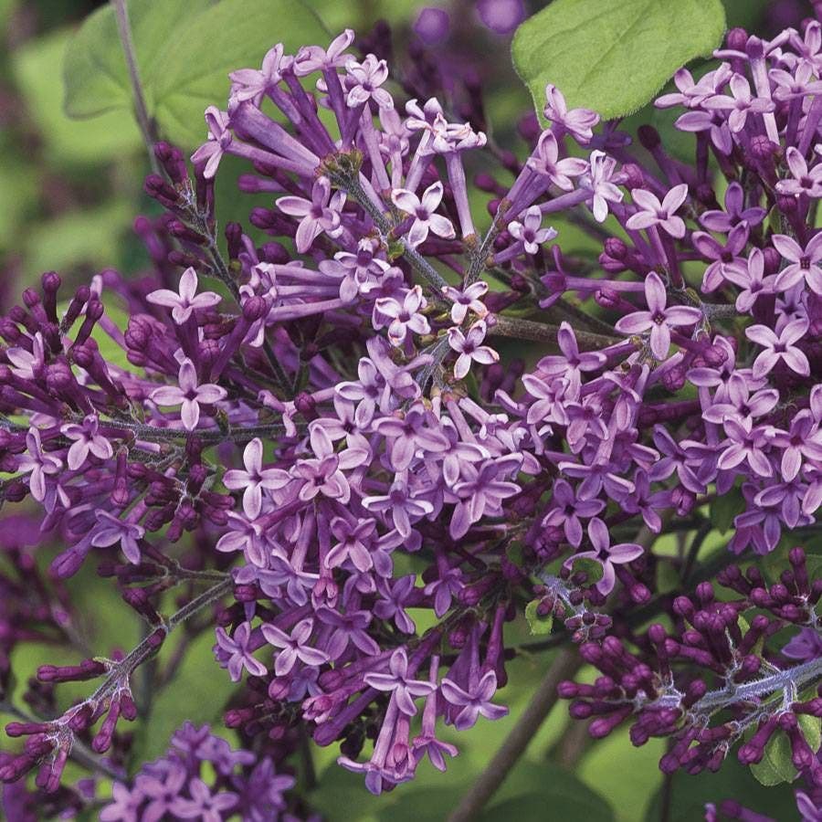 Bloomerang® Dark Purple Syringa