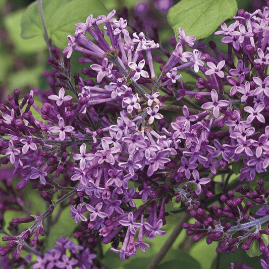 Bloomerang® Dark Purple Syringa