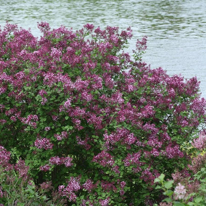 Bloomerang® Dark Purple Syringa