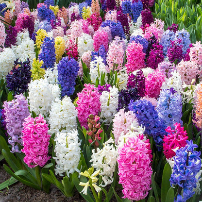 Border Mix Hyacinth Bulbs