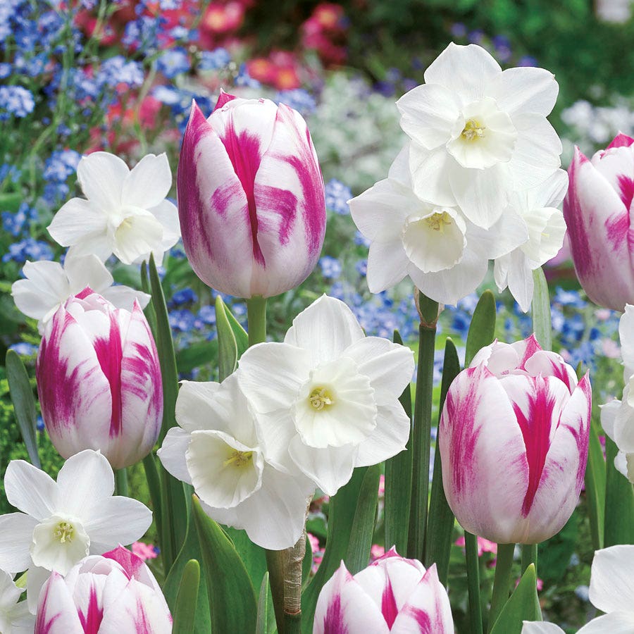 Tulip Daffodil Butterfly Kisses Blend Bulbs