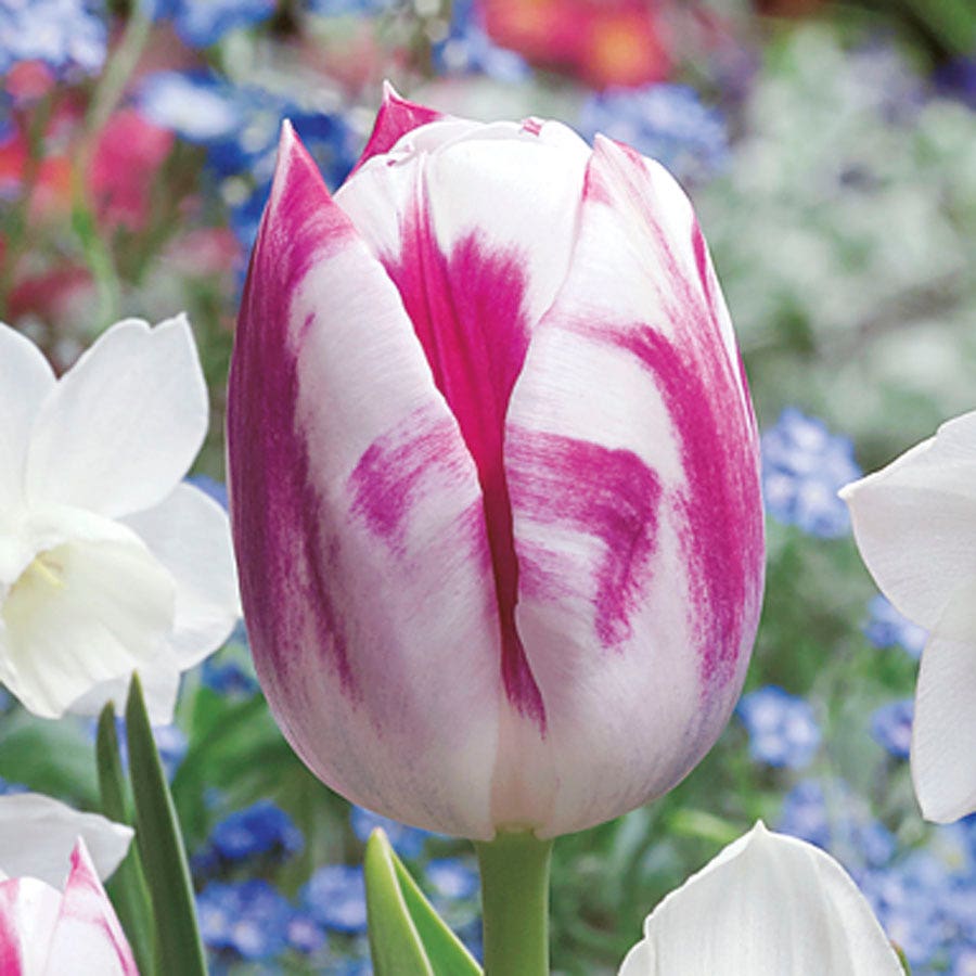 Tulip Daffodil Butterfly Kisses Blend Bulbs