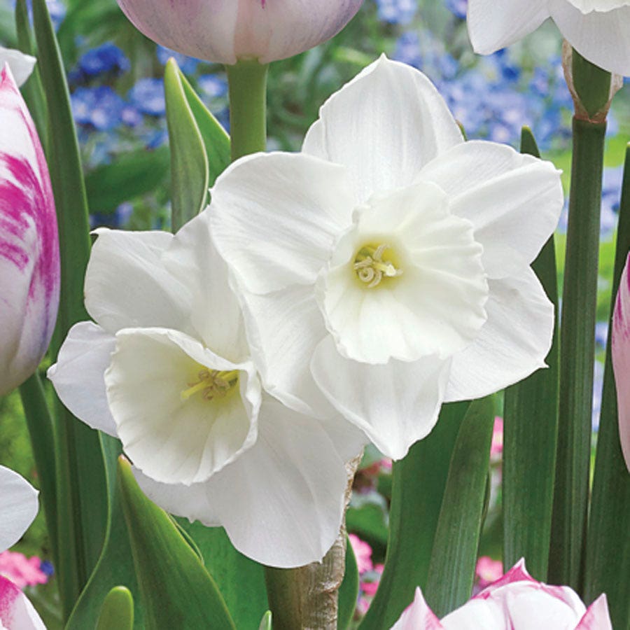 Tulip Daffodil Butterfly Kisses Blend Bulbs