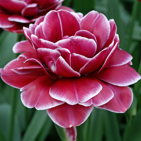 Double Dreamtouch Tulip Bulbs