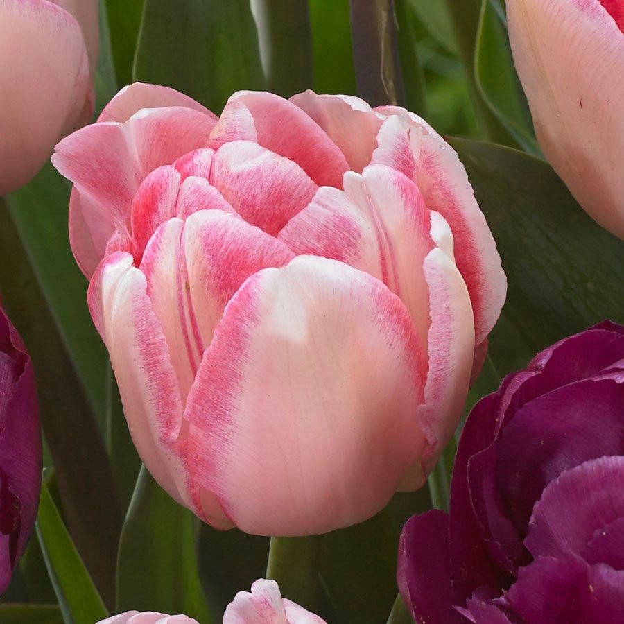Ballroom Blossoms Mix Tulip Bulbs