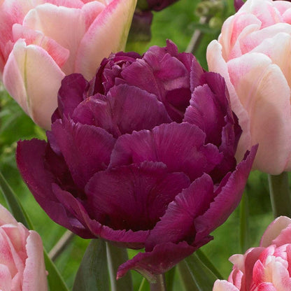 Ballroom Blossoms Mix Tulip Bulbs
