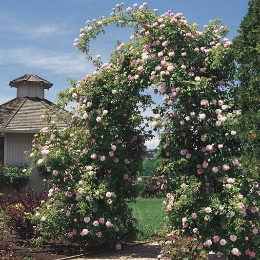 'Cecile Brunner' Climbing Rose