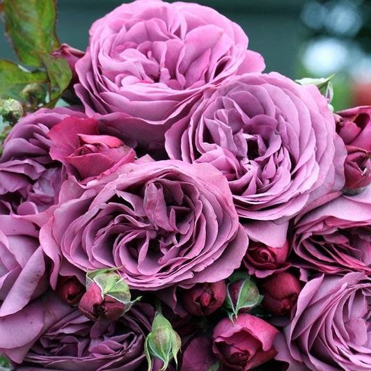 Plum Perfect™ Sunbelt® Floribunda Rose