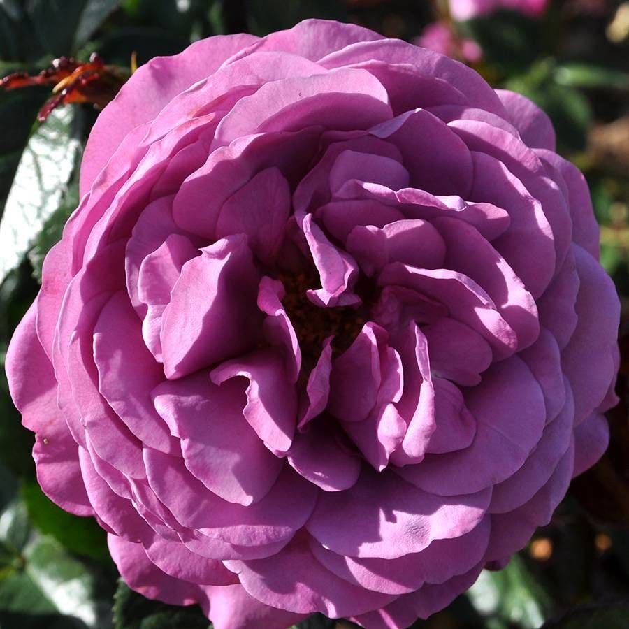 Plum Perfect™ Sunbelt® Floribunda Rose
