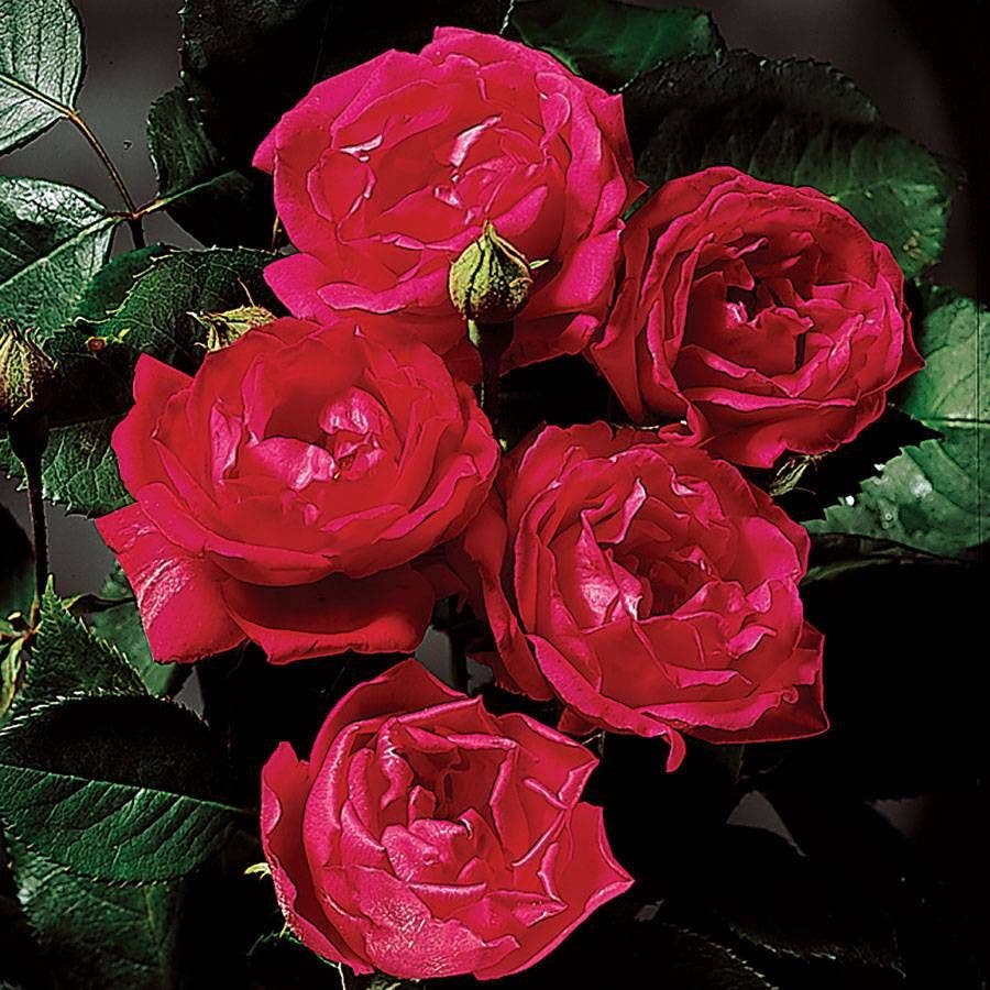 Blaze Improved Climbing Rose