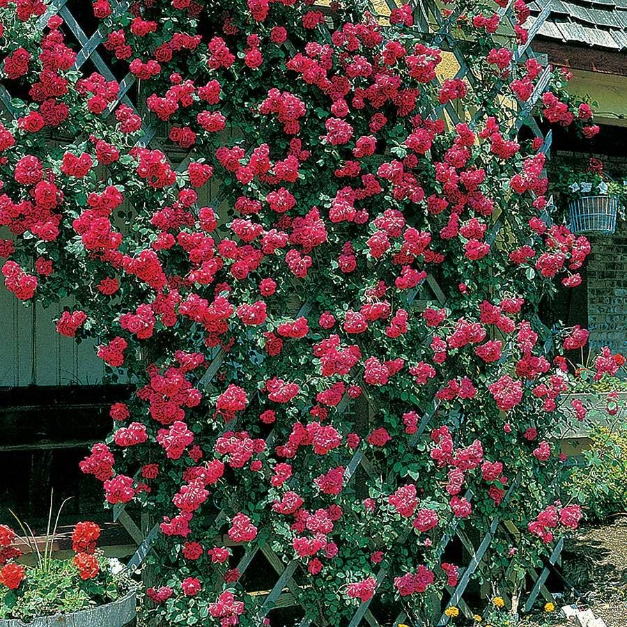 Blaze Improved Climbing Rose