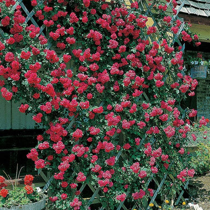 Blaze Improved Climbing Rose