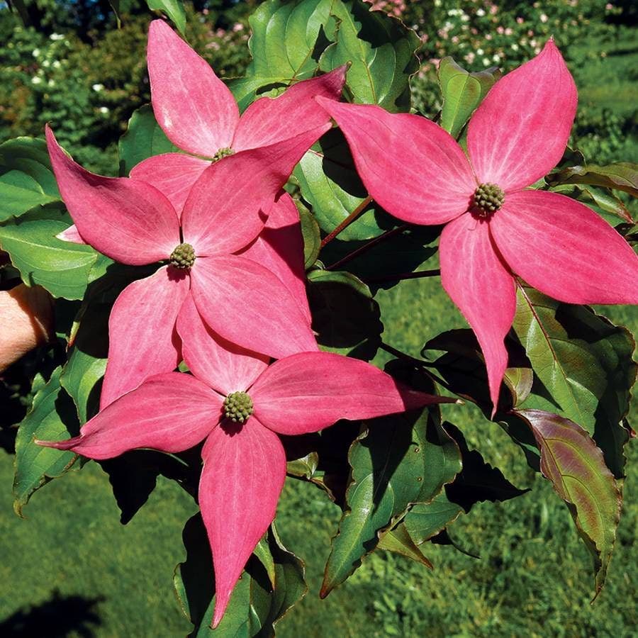Scarlet Fire® Dogwood
