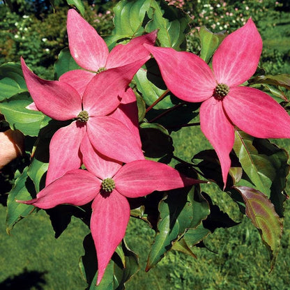 Scarlet Fire® Dogwood