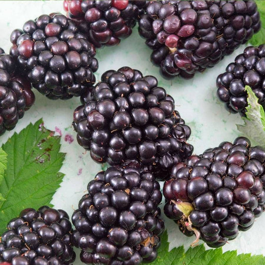 Marionberry
