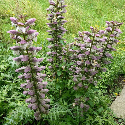 Acanthus spinosus Bear's Breech