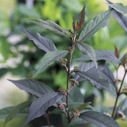 Callicarpa Pearl Glam®